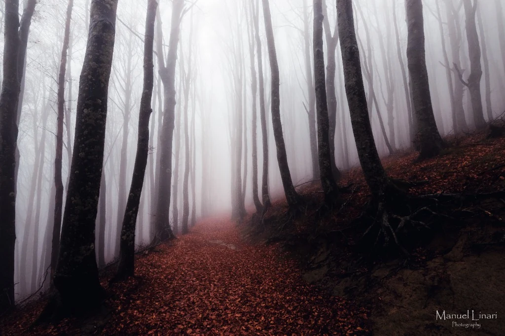 Workshop Foreste Casentinesi - Faggeta e Bosco nella Nebbia