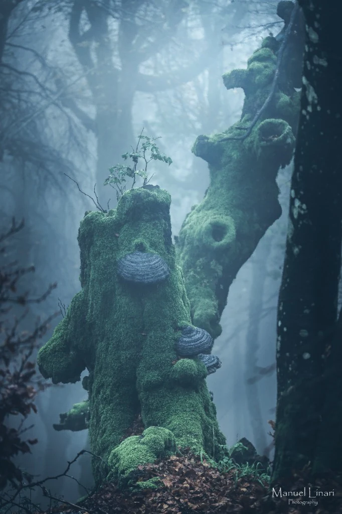 Tronco monumentale ricoperto di muschio e funghi