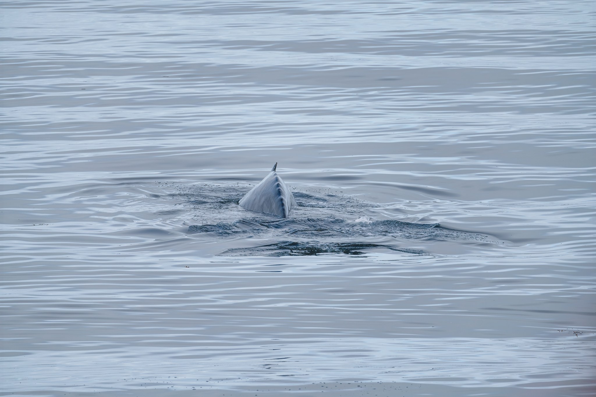 Whale Watching a Ólafsvík