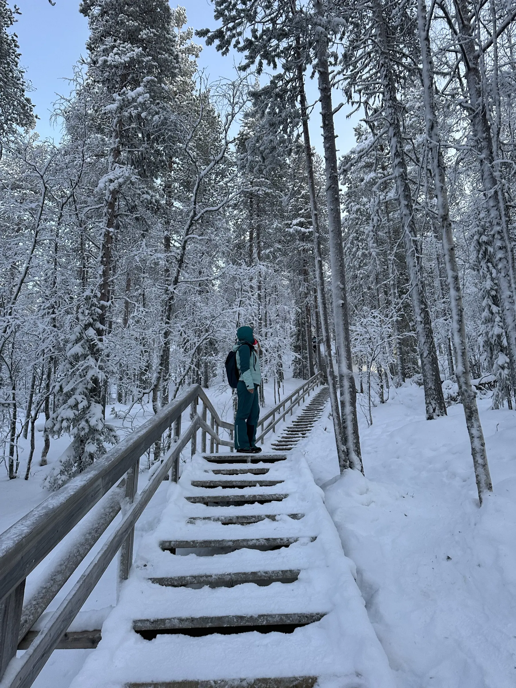 Bosco innevato in Lapponia