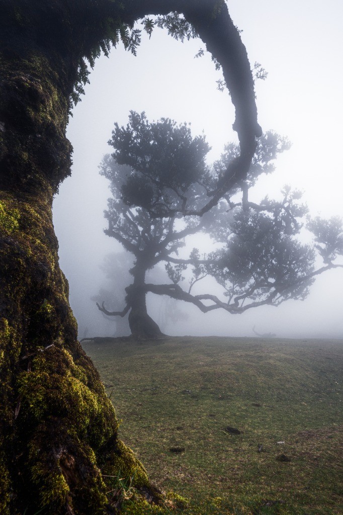 Madeira Gallery - Davide Luongo