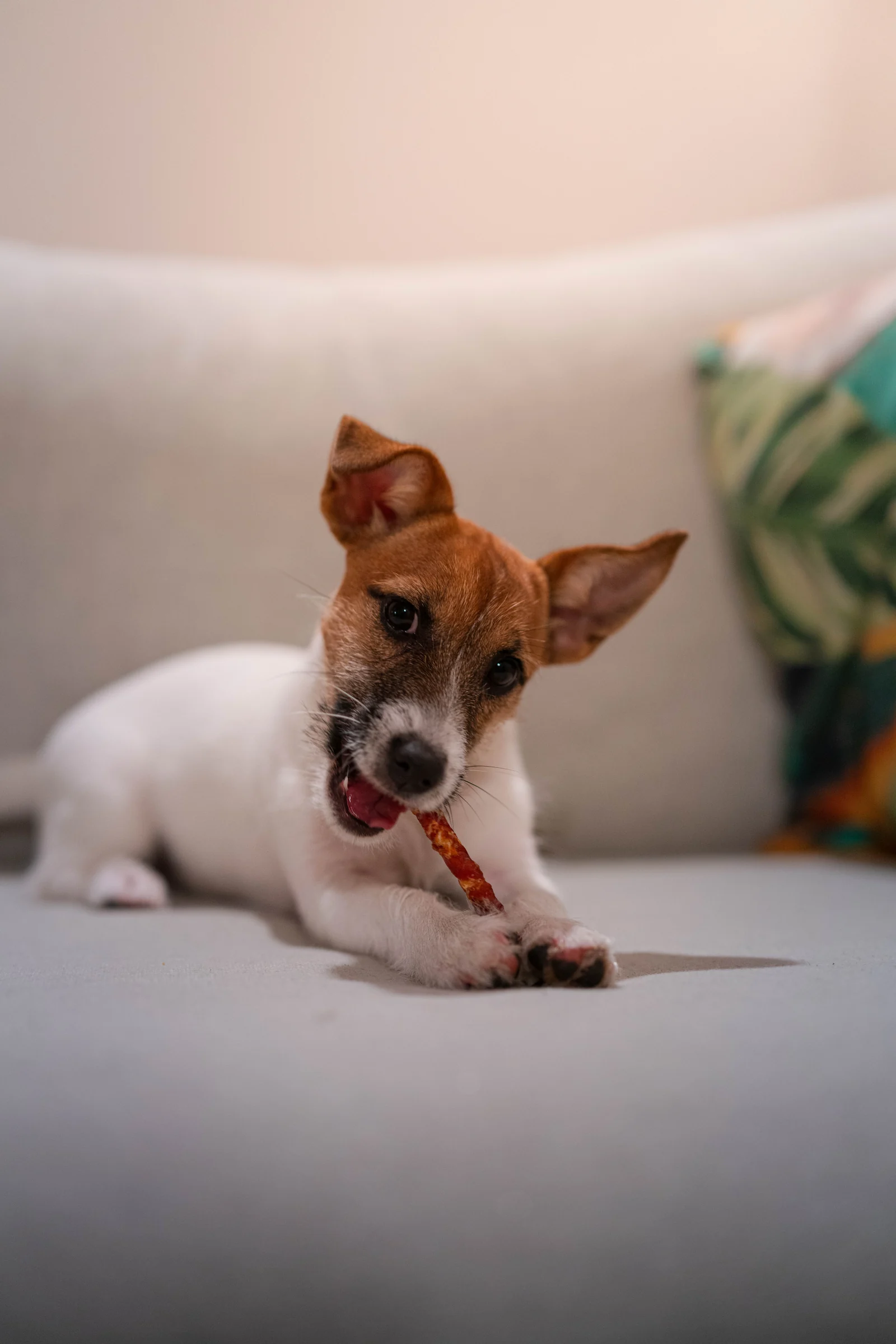 White and brown dog on a sofa, facing the camera
