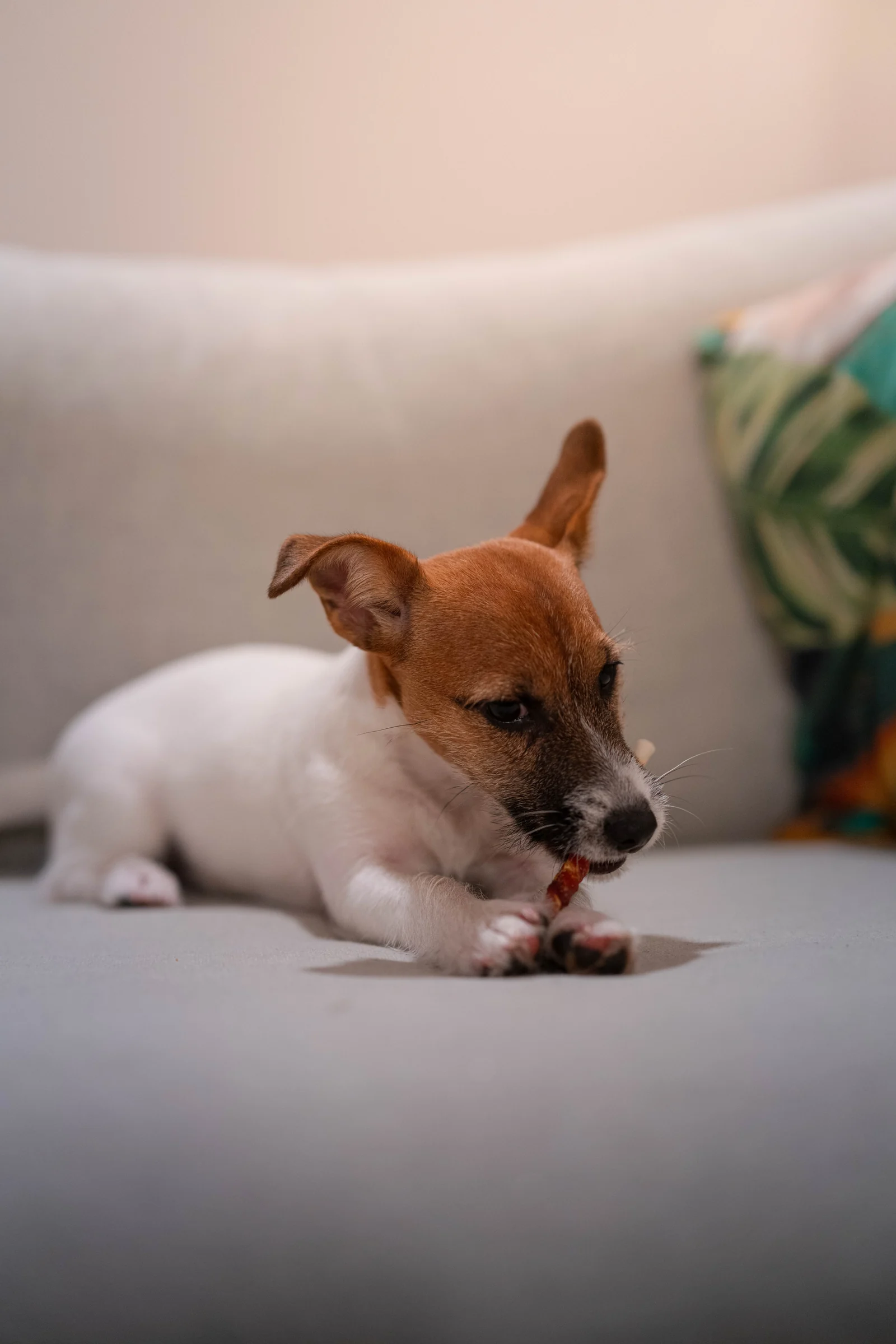 White and brown dog on a sofa with its head lowered