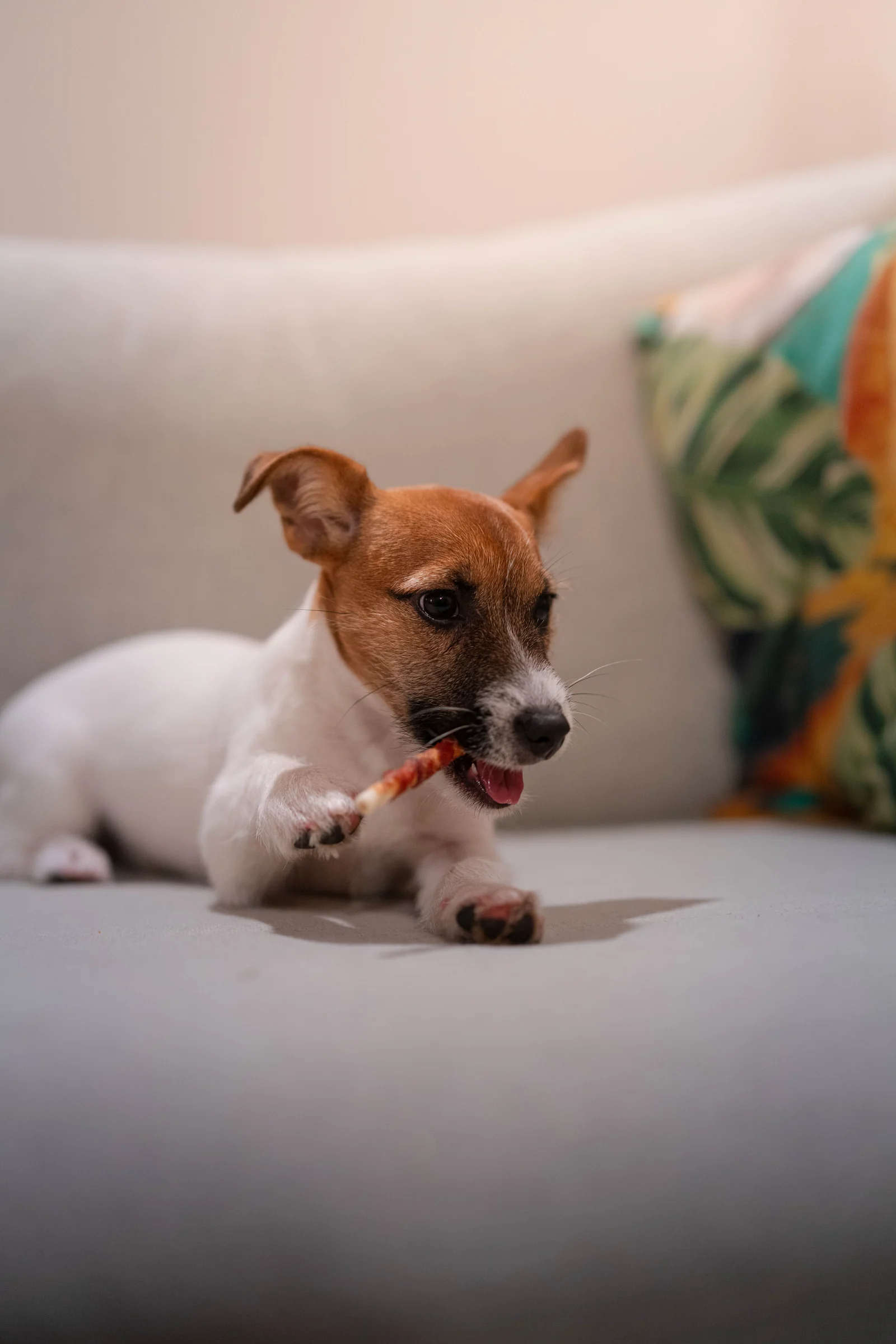 White and brown dog in profile on a sofa