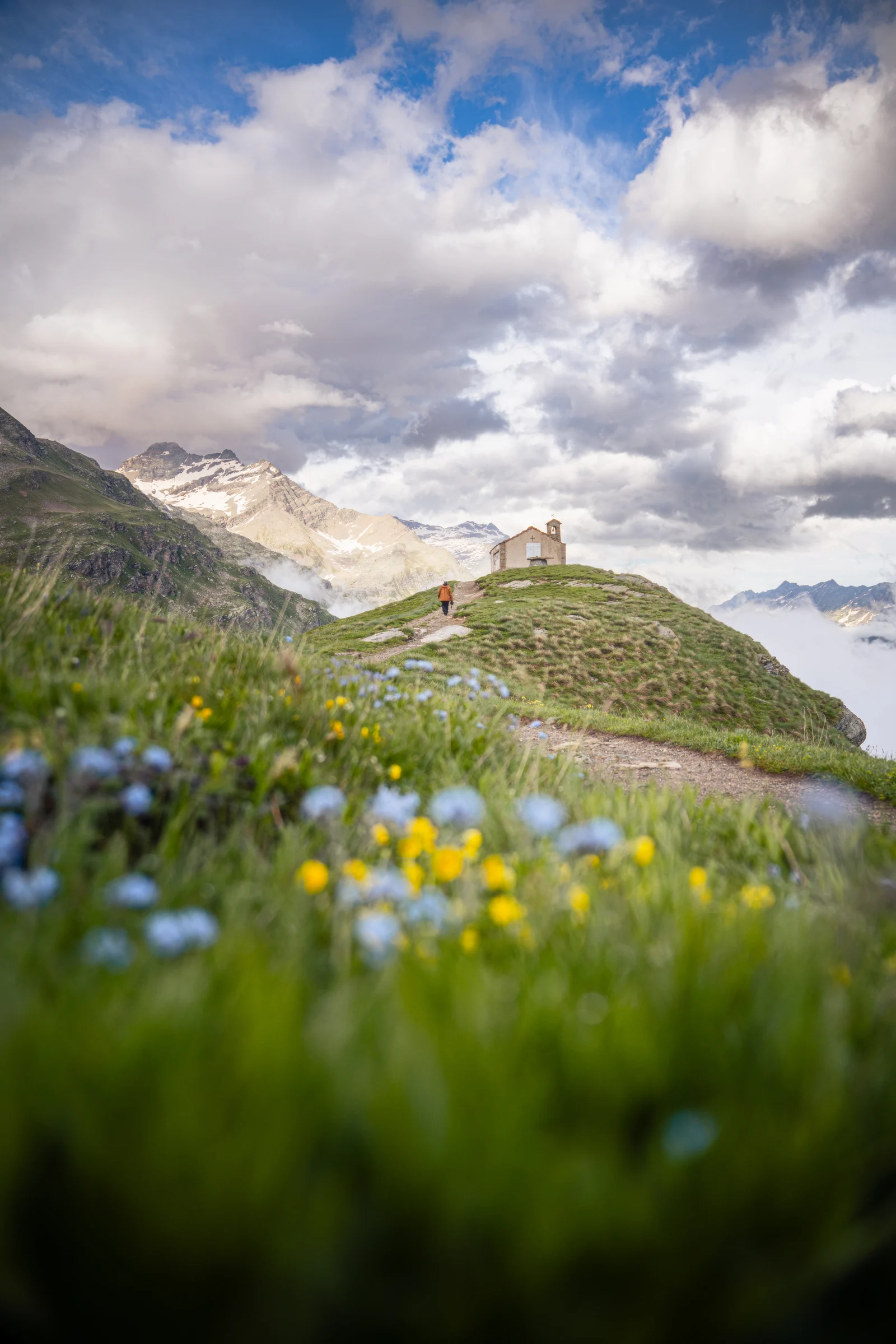 Fiori di montagna in primo piano e rifugio sul pendio